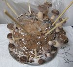 ShiitakeMushroom.jpg